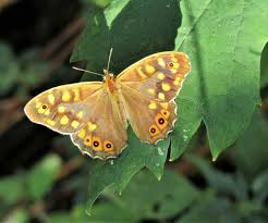 Attēlu rezultāti vaicājumam “Pararge aegeria upperside”