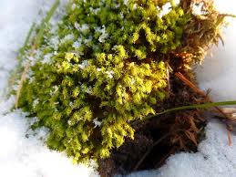 Attēlu rezultāti vaicājumam “Sphagnum wulfianum”