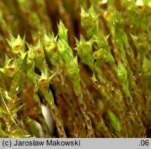 Attēlu rezultāti vaicājumam “Philonotis calcarea”