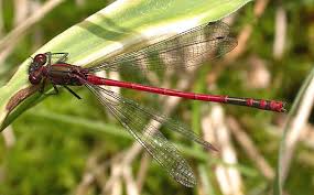 Attēlu rezultāti vaicājumam “Pyrrhosoma nymphula”