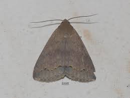 Attēlu rezultāti vaicājumam “Aphelia paleana”