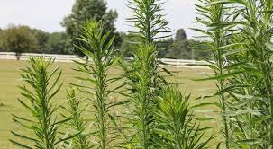 Attēlu rezultāti vaicājumam “Erigeron canadensis”