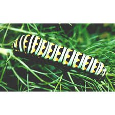 Attēlu rezultāti vaicājumam “Papilio machaon larva”