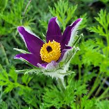 Attēlu rezultāti vaicājumam “Pulsatilla vulgaris”