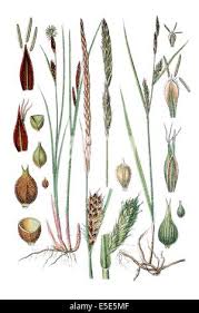 Attēlu rezultāti vaicājumam “Carex lasiocarpa fruit”