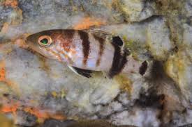 Image result for Mycteroperca rubra