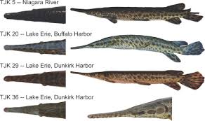 Image result for Minytrema melanops