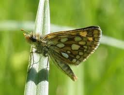 Attēlu rezultāti vaicājumam “Carterocephalus palaemon”