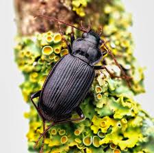 Attēlu rezultāti vaicājumam “Nebria brevicollis”