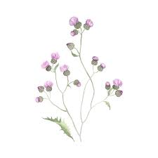 Attēlu rezultāti vaicājumam “Centaurea scabiosa bud”