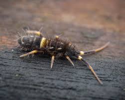 Attēlu rezultāti vaicājumam “Orchesella sp.”