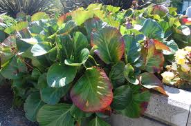 Attēlu rezultāti vaicājumam “Bergenia crassifolia”