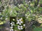 Angiosperm families - <b>Loganiaceae</b> Mart.