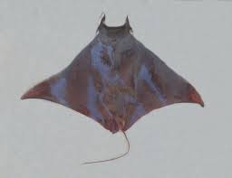Image result for Mobula thurstoni
