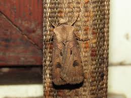 Attēlu rezultāti vaicājumam “Agrotis exclamationis”