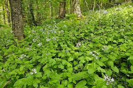Attēlu rezultāti vaicājumam “Lunaria rediviva”