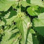 Attēlu rezultāti vaicājumam “Lamium album leaf”