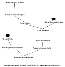 Image result for Evolution Stammbaum