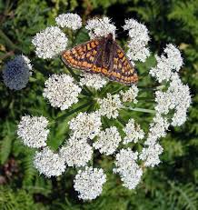 Attēlu rezultāti vaicājumam “Oenanthe aquatica flower”