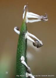 Attēlu rezultāti vaicājumam “Diachea subsessilis young”