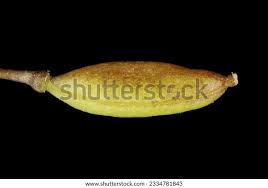 Attēlu rezultāti vaicājumam “Erophila verna fruit”