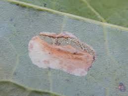 Attēlu rezultāti vaicājumam “Phyllonorycter platanoidella”