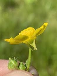 Attēlu rezultāti vaicājumam “Ranunculus bulbosus flower”