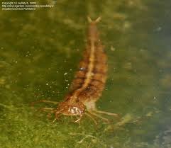 Attēlu rezultāti vaicājumam “Rhantus frontalis”