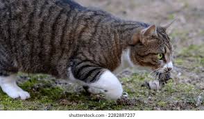 Attēlu rezultāti vaicājumam “Felis silvestris catus”