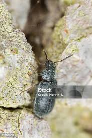 Attēlu rezultāti vaicājumam “Dasytes sp.”