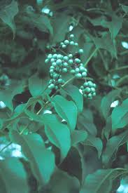 Attēlu rezultāti vaicājumam “Phellodendron amurense flower”