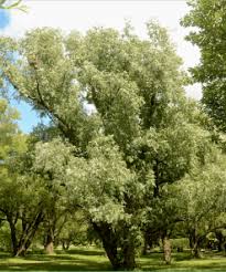 Attēlu rezultāti vaicājumam “Salix alba var. alba”