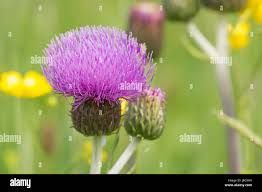Attēlu rezultāti vaicājumam “Cirsium heterophyllum leaf”