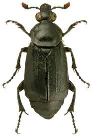 Attēlu rezultāti vaicājumam “Nicrophorus investigator imago”