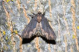 Attēlu rezultāti vaicājumam “Dypterygia scabriuscula”