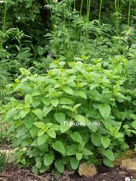 Image result for Melissa officinalis