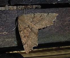 Attēlu rezultāti vaicājumam “Odontopera bidentata”