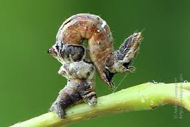 Attēlu rezultāti vaicājumam “Selenia dentaria”