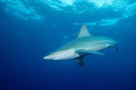 Image result for Negaprion brevirostris