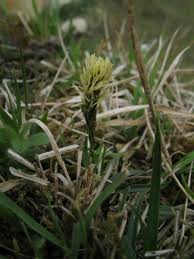 Attēlu rezultāti vaicājumam “Carex caryophyllea flower”
