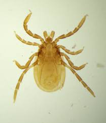 Attēlu rezultāti vaicājumam “Ixodes”