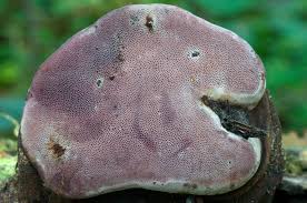 Attēlu rezultāti vaicājumam “Fomitopsis rosea”