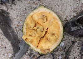 Attēlu rezultāti vaicājumam “Corynephorus canescens fruit”