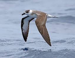 Image result for Pterodroma hasitata