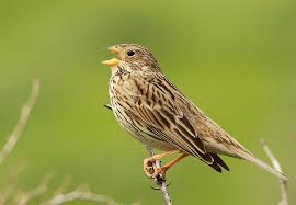 Image result for Emberiza calandra