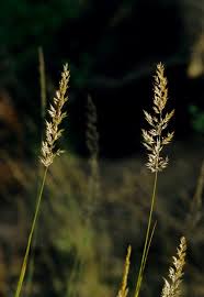 Attēlu rezultāti vaicājumam “Calamagrostis arundinacea leaf”