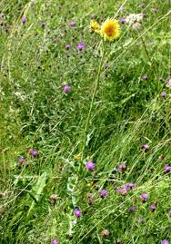 Attēlu rezultāti vaicājumam “Sonchus arvensis subsp. uliginosus flower”