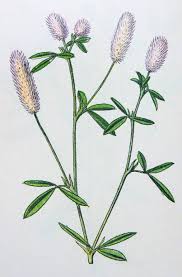 Attēlu rezultāti vaicājumam “Trifolium arvense leaf”