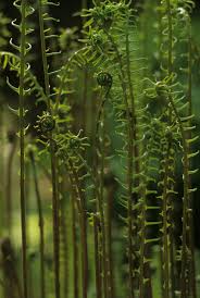Attēlu rezultāti vaicājumam “Blechnum spicant”