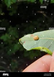 Attēlu rezultāti vaicājumam “Euura pedunculi”